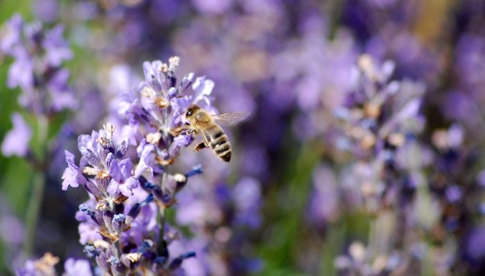 Eine Biene an einer Lavendelblüte