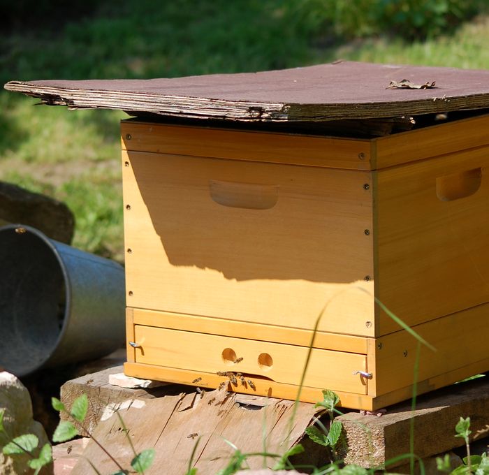 Heimkehr der Bienen zum Bienenstock